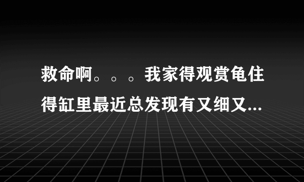 救命啊。。。我家得观赏龟住得缸里最近总发现有又细又小得虫子。。